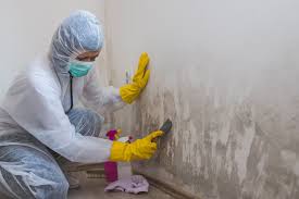 Why You Should Choose Our Mold Remediation Services in Loveland, OH